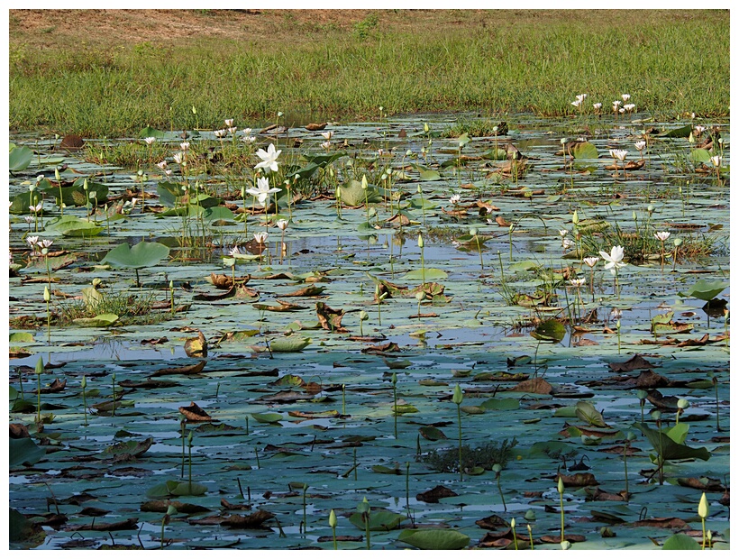 Water Lilies