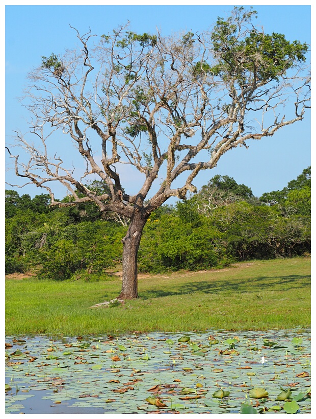 Yala National Park