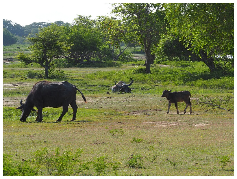 Wild Water Buffalos