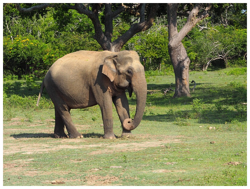 Elephant