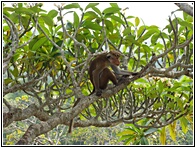 Monkey