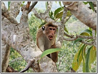 Macaque
