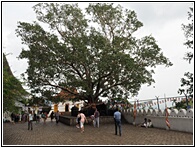 Temple Tree
