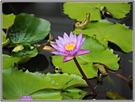 Lotus Flower