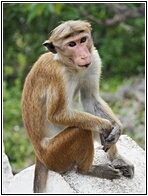 Toque Macaque
