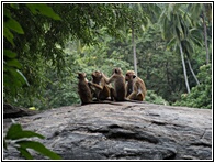 Monkeys