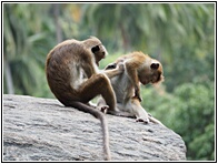 Macaque