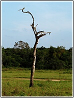 Kaudulla Grassland