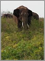 Elephant 