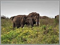 Elephants