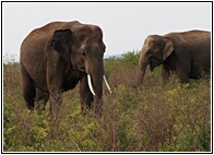 Sri Lankan Elephant