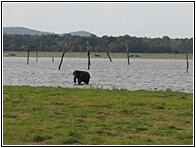 Kaudulla National Park