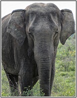 Kaudulla National Park