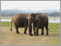 Asian Elephants