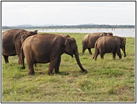 Sri Lankan Elephant