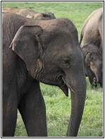 Asian Elephant