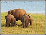 Kaudulla National Park