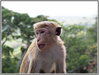 Monkey