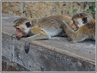 Monkeys