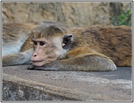 Monkey