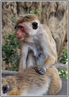 Macaque