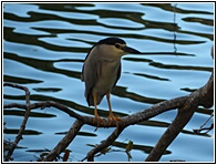 Black-crowned Hero