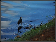 White-breasted Waterhen
