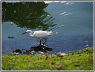 Egret
