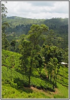 Tea Plantations