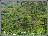 Tea Plantation