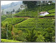 Nuwara Eliya