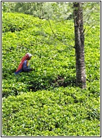 Tea Fields