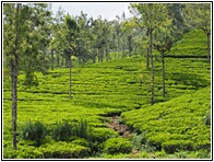 Tea Plantation