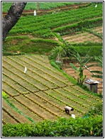 Little Orchard