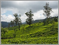 Tea Plantations