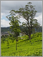 Pedro Tea Estate