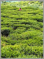 Sea of Green