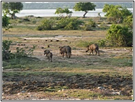 Wild Boar