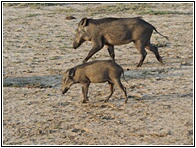 Wild Boars