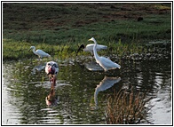 Water Birds