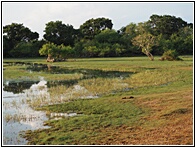Yala National Park