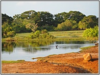 Yala National Park