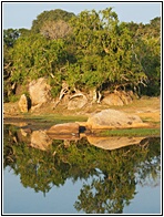 Yala National Park