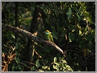 Green Bee Eater