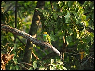Green Bee Eater