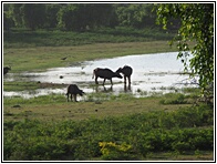 Water Buffalo