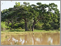 Yala National Park