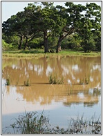 Yala National Park