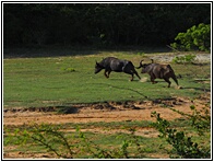The Chase
