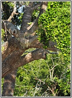 Parakeets